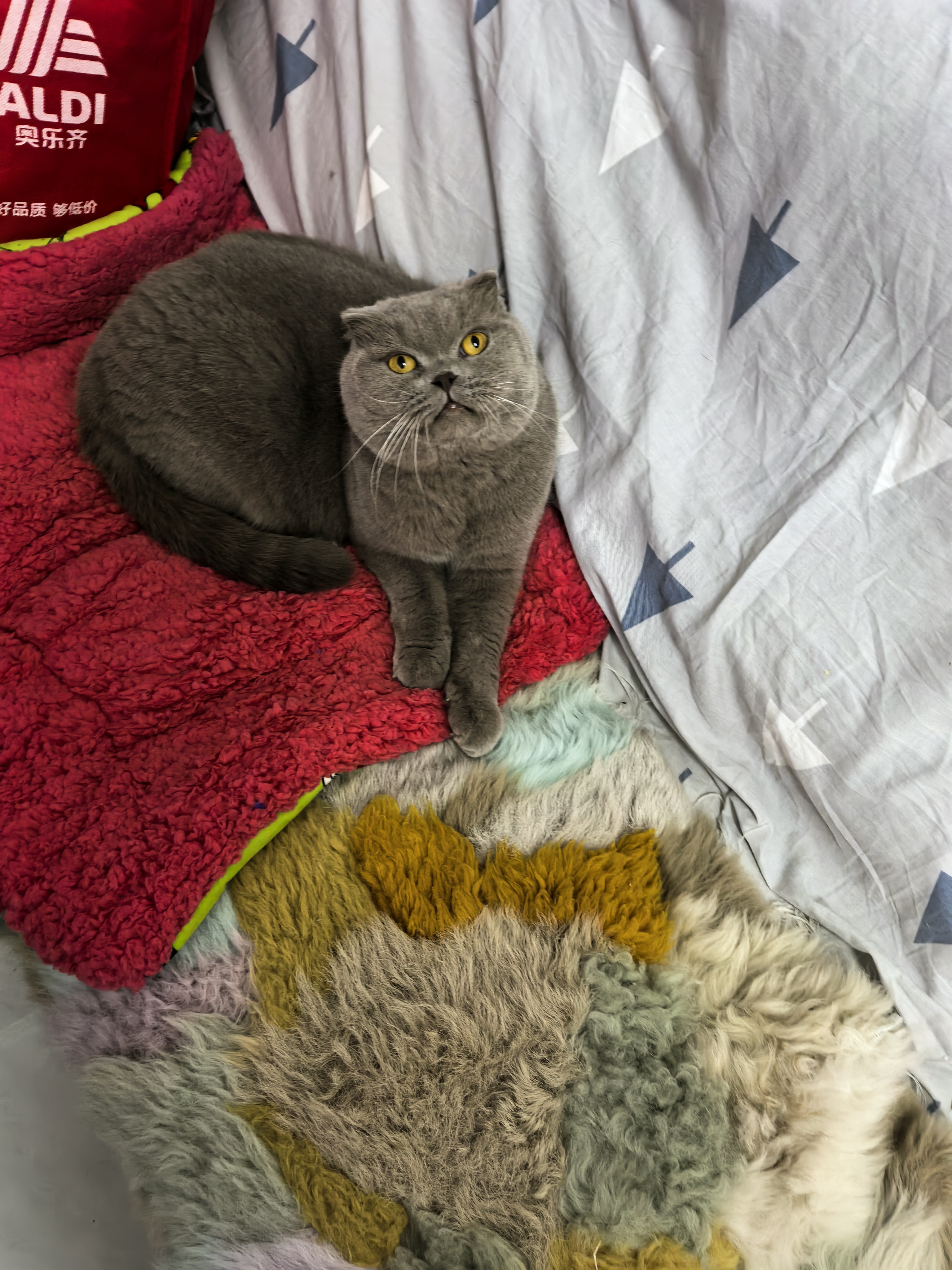 蓝猫弟弟六岁，身体健康，粘人，活泼可爱，性格温顺，免费领养哦，有喜欢可以